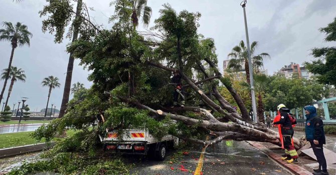 Mersin’de devrilen ağaç, seyir halindeki 3 araca zarar verdi