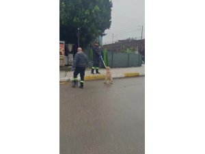 Adana’da başıboş sokak köpekleri toplanıyor