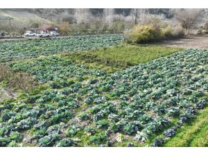 Osmaniye’de lahana hasadı yapıldı