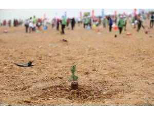 ATÜ yeşil kampüs olma yolunda ilerliyor: Dikilen fidan sayısı 22 bin 500’ü buldu