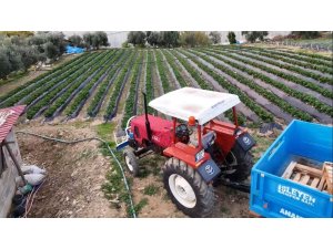 Mersin’de çilekte kış hasadı: Bahçede kilogramı 130 TL