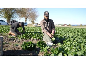 Osmaniye’de ıspanak hasadı başladı
