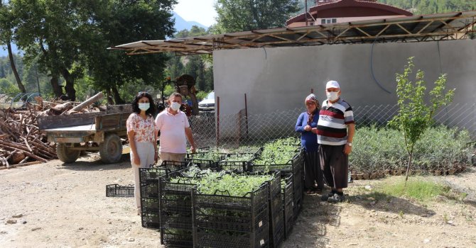 Büyükşehir’den Akseki’ye adaçayı fidesi desteği