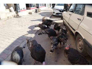 Adana’da ilginç görüntü: Hindiler çarşıda gezdirilerek satılıyor