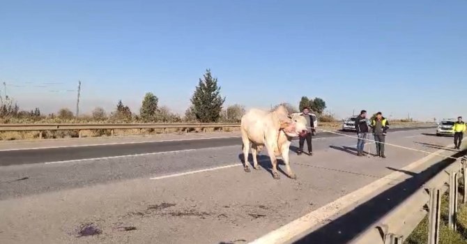 Firari anguslar uyuşturucu iğneyle tek tek avlandı
