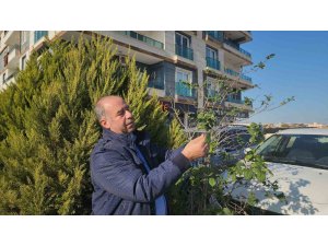 Erik ağacı aralık ayında meyve verdi