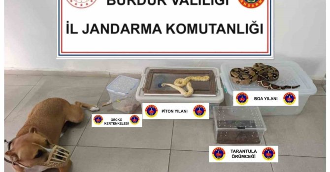 Operasyon yapılan ev hayvanat bahçesi gibi çıktı