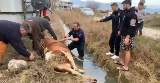 Su kanalına düşen inek itfaiyenin 1 saatlik çalışmasıyla kurtarıldı