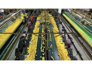 Yeni yıl öncesi narenciyede yoğun hasat