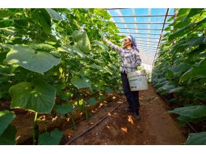 Mersin’de hıyar fidesi desteği Aydıncık’ta hasada dönüştü