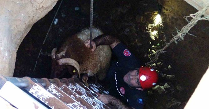 Seslerini küçük çocuk duydu, çalındı sanılan 2 koyun düştükleri 5 metrelik kuyudan kurtarıldı