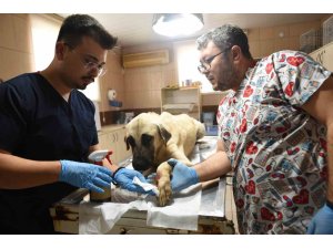 Saldırgan köpek ihbarına giden Kepez Belediyesi’nin çalışanlarına saldırı