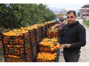 Tarla fiyatı 2 TL’ye kadar gerileyen mandalina üreticilerinden market fiyatlarına tepki