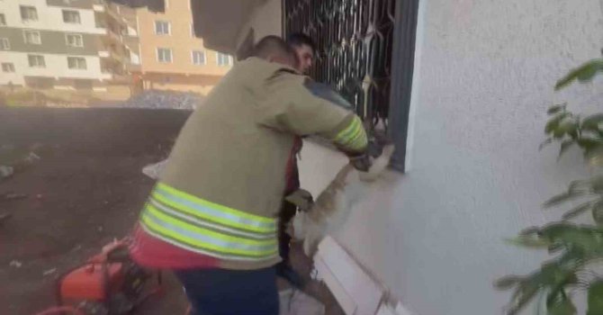 Pencere korkuluğunu sıkışan kediyi itfaiye kurtardı