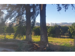 Şiddetli rüzgarda kırılan ağaç yola devrildi