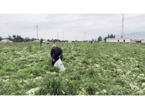 Marul toplama maliyetini karşılamayınca bedava dağıttı