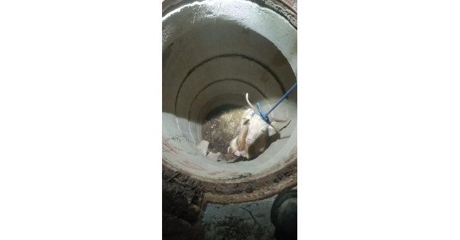 Su kuyusunda mahsur kalan keçiyi itfaiye kurtardı
