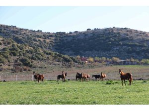 Adana milyonluk İngiliz ve Arap atlarının yetişme alanı oldu