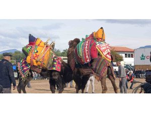 Şap hastalığı deve güreş gösterilerine de sekte vurdu