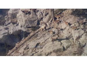 Toroslardaki yaban keçileri koruma altında