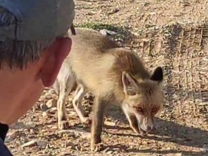 Dağda karşılaştığı tilkiyi çerezle besledi