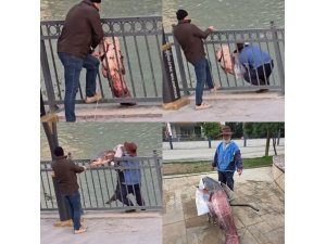 Mersin’de Göksu Nehri’nde yakalanan dev yayın balığı güçlükle kıyıya alındı