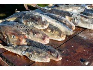 Adana’da 4 günde 128 bin balon balığı toplandı