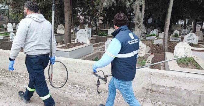 Adana’da sokak köpeği endişesi