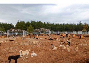Büyükşehir sokak köpekleri için doğal yaşam alanı kapasitesini arttırdı
