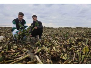 Asi nehrini istila eden su sümbülleri kuvvetli yağışla birlikte Akdeniz kıyısını yeşile bürüdü