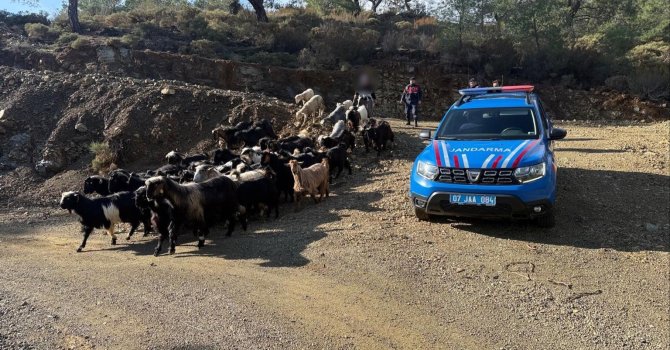 Antalya’da kaybolan 55 küçükbaş hayvan jandarma ekiplerince bulundu