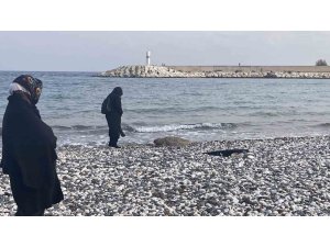 Telef olan caretta caretta halk plajına vurdu