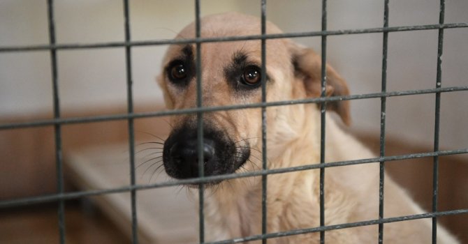 Manavgat’taki can dostlar Konyaaltı’nda