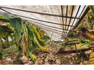 Mersin’de dolu sera çökertti, bahçelere zarar verdi