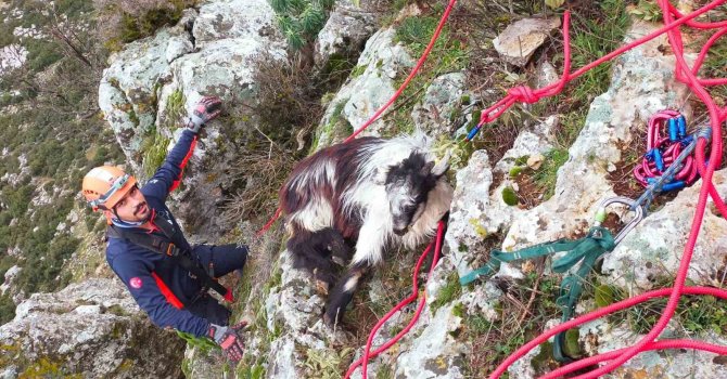 Dağda mahsur kalan keçi ekiplerce kurtarıldı