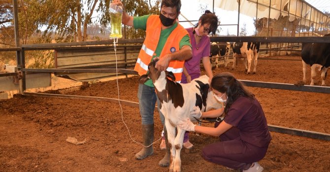 Yangın bölgesinde yaralı hayvanlar tedavi ediliyor