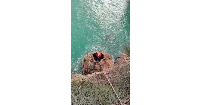 Falezlerde mahsur kalan kediyi film gibi operasyonla kurtardılar