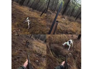 Mersin’de av sırasında domuz saldırısı kamerada