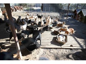 Kemer’de ocak ayında 231 can dostu kısırlaştırıldı