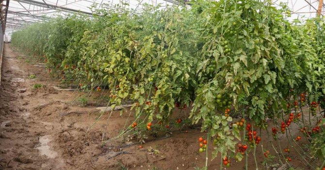 Aksu’da sağanak, sel, hortum ve doludan 23 mahalle, 500 çiftçi zarar gördü