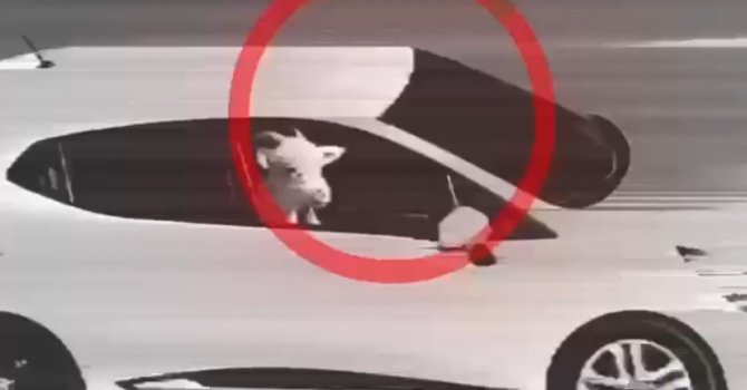 Küçükbaş hayvan hırsızlığı yapan 3 şüpheli tutuklandı