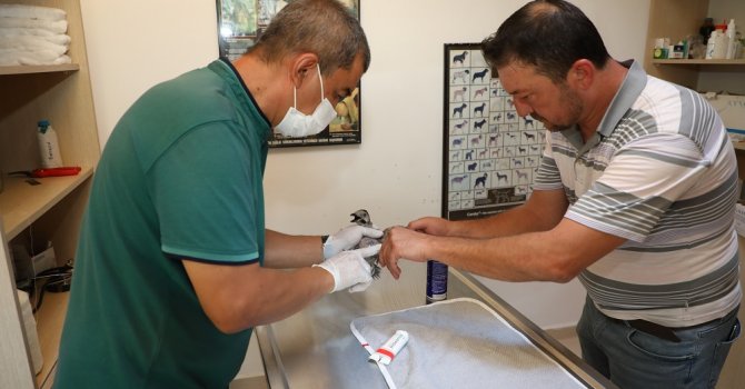 Yangından etkilenen hayvanlara Büyükşehir şefkati