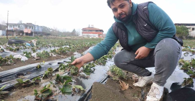 Çilek bahçesi selle birlikte su altında kaldı