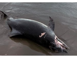 Ölü yunus sahile vurdu