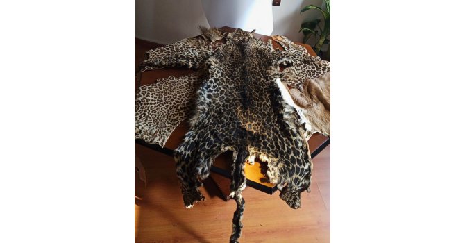 Çukurova Uluslararası Havalimanı’nda leopar postu ve baykuş gözü ele geçirildi