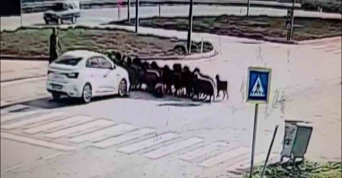 Otomobilin koyun sürüsünün arasına daldığı anlar kamerada