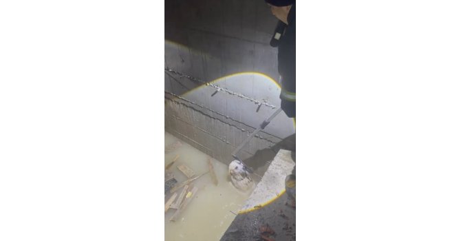 Yağmur sularıyla dolan asansör boşluğuna düşen köpek son anda kurtarıldı