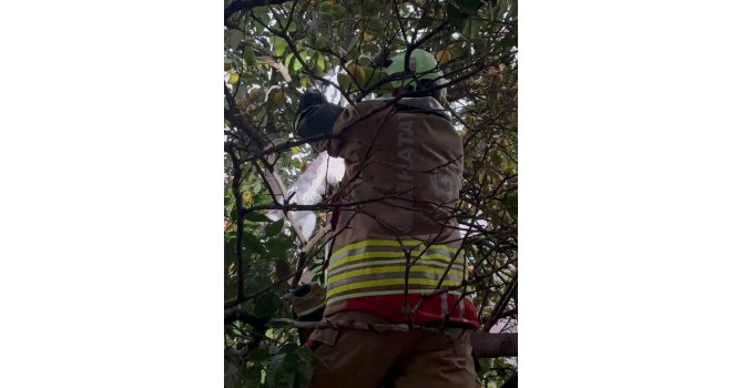 Hatay’da ağaca takılan kediyi itfaiye kurtardı