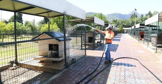 Köpekler banyo seanslarıyla serinliyor