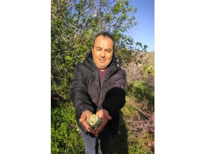 Kara kışta badem sürprizi